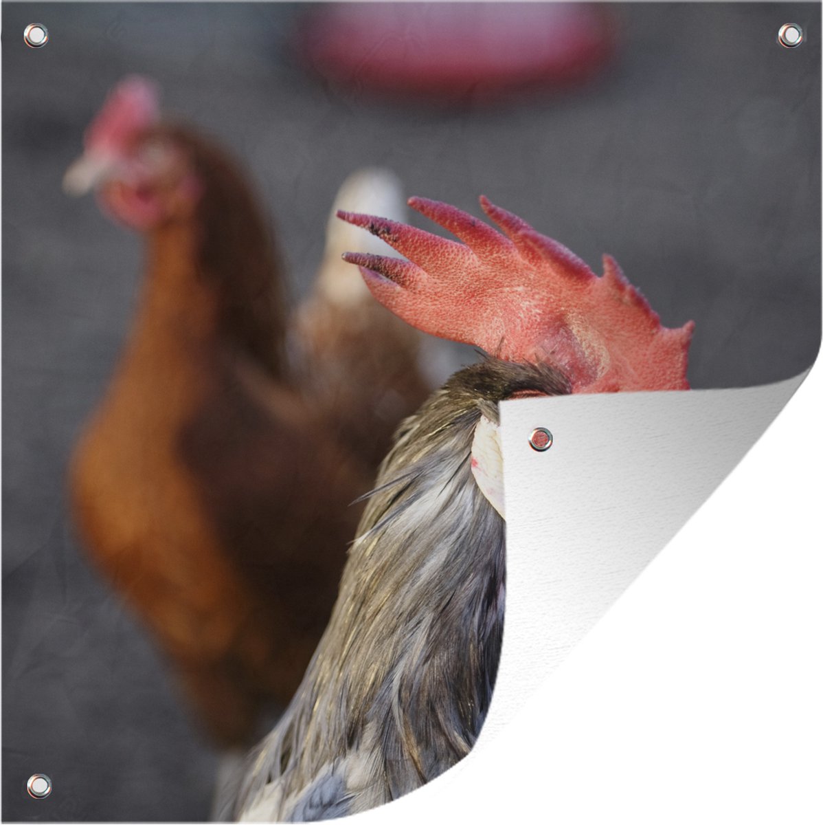 Tuinposters Rode hanenkam op het hoofd van deze haan - 50x50 cm | bol.com