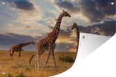 Tuinposter - Tuindoek - Tuinposters buiten - Giraffes - Zon - Afrika - 120x80 cm - Tuin
