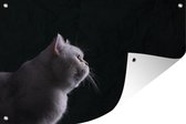 Muurdecoratie Close-up van een witte kat - 180x120 cm - Tuinposter - Tuindoek - Buitenposter