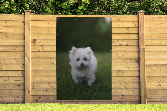 Affiche de jardin chien maltais sur pelouse 120x180 cm - Toile de jardin / Toile d'extérieur / Peintures d'extérieur (décoration de jardin) XXL / Groot format!