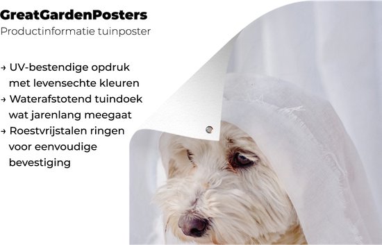 Un chien maltais blanc regardant par la fenêtre Affiche de jardin 80x120 cm - Toile de jardin / Toile d'extérieur / Peintures d'extérieur (décoration de jardin)