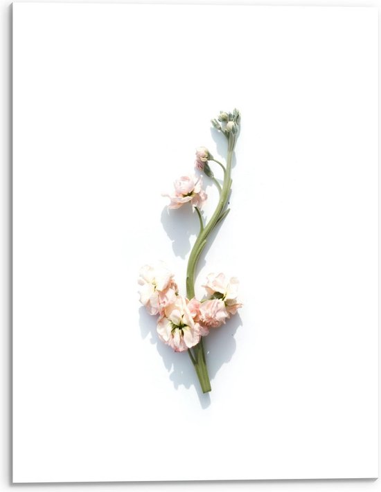 Acrylglas - Groene Tak met Roze Bloemen op Witte Achtergrond - 30x40cm Foto op Acrylglas (Met Ophangsysteem)