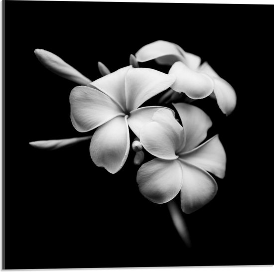 Acrylglas - Donkere Achtergrond bij Witte Bloemen - 50x50cm Foto op Acrylglas (Met Ophangsysteem)