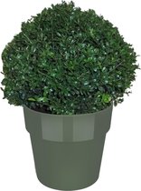 Ilex in ELHO b.for bladgroen – ↨ 35cm – ⌀ 30cm