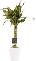 Decorum Dracaena Sandriana victory met Anna white – ↨ 40cm – ⌀ 12cm