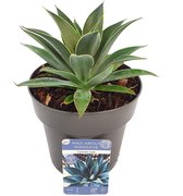Mangave ‘Lavender Lady’ ® - Vers Van De Kweker - ↨ 15cm - ⌀ 15cm - [Mama's Planten]