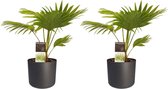 FloriaFor - Duo 2 X Livistona Rotendifolia Met Elho B.for Soft Antracite - - ↨ 45cm - ⌀ 14cm