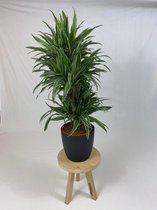 FloriaFor - Duo Philodendron Brazil - Philodendron Scandens Met Potten Anna White - - ↨ 15cm - ⌀ 12cm