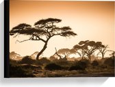 Canvas  - Afrikaanse Bomen onder Oranje Lucht - 40x30cm Foto op Canvas Schilderij (Wanddecoratie op Canvas)