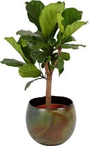Kamerplant van Botanicly – Vioolplant  in vintage metaal pot als set – Hoogte: 110 cm – Ficus Lyrata