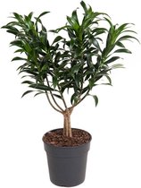 Kamerplant van Botanicly – Drakenboom – Hoogte: 60 cm – Dracaena reflexa