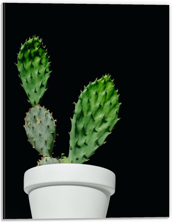 Dibond - Cactus in Witte Bloempot - 30x40cm Foto op Aluminium (Wanddecoratie van metaal)
