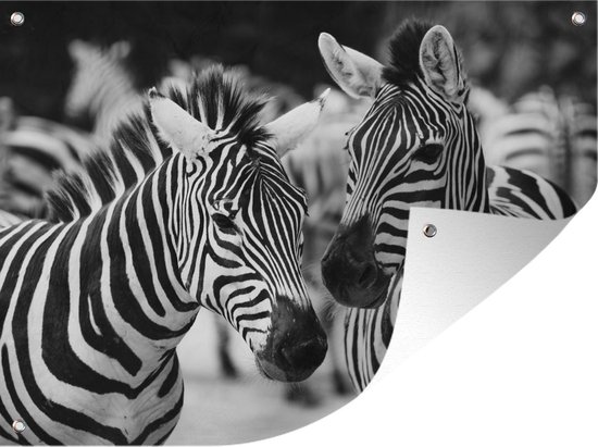 Muurdecoratie buiten Zebra zwart wit - 160x120 cm - Tuindoek - Buitenposter