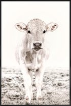 JUNIQE - Poster in kunststof lijst Blonde Cattle Maverick -30x45