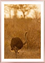 Poster Met Metaal Rose Lijst - Afrikaanse Struisvogel Poster