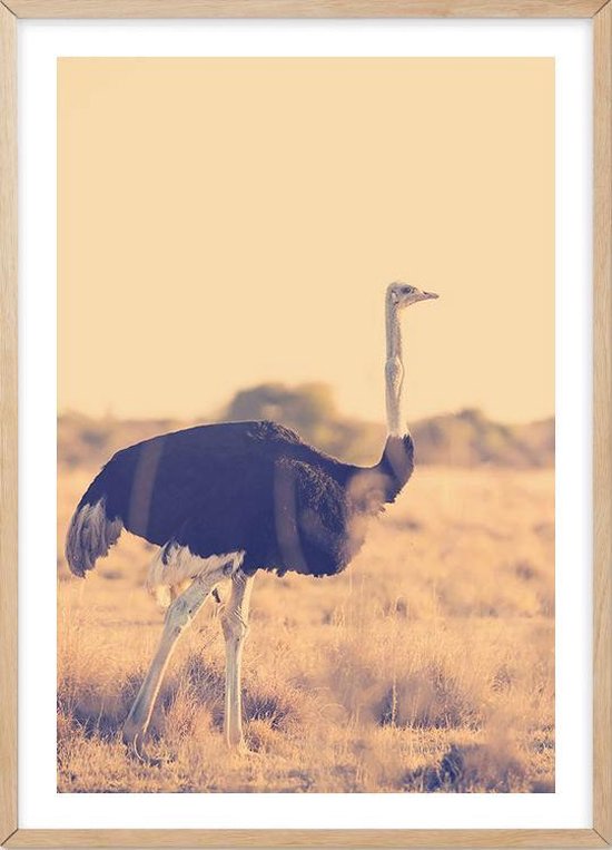 Poster Met Lijst - Botswana Struisvogel Poster (21x30cm)