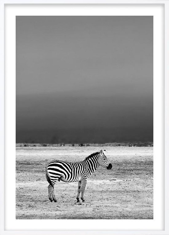 Poster Met Witte Lijst - Wilde Zebra Poster