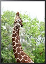Poster Met Zwarte Lijst - Elegante Giraffe Poster