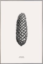 JUNIQE - Poster met kunststof lijst Pine Cone III -20x30 /Grijs &