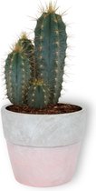 Cactus Pilosocereus Azureus  - ± 25 cm hoog – 12cm diameter - in roze betonnen pot