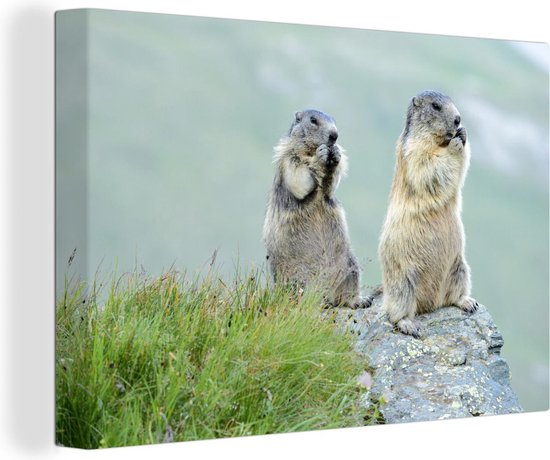 Canvas Schilderij Twee etende marmotten - 30x20 cm - Wanddecoratie