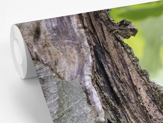 Papier peint photo peint photo vinyle - Chouette fauve rayée largeur 375 cm x hauteur 300 cm - Tirage photo sur papier peint (disponible en 7 tailles)