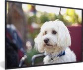 Image encadrée - Cadre photo mignon chien maltais noir 60x40 cm - Affiche encadrée (Décoration murale salon / chambre)