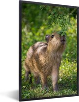 Cadre photo avec affiche - Un bébé Capybara mange les feuilles vertes - 20x30 cm - Cadre pour affiche