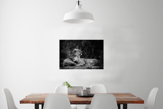 Poster Lion et lionne papier 90x60 cm - Tirage photo sur Poster (décoration murale salon / chambre) / Poster Animaux sauvages