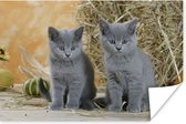 Poster Twee Britse korthaar kittens met op de achtergrond hooi - 90x60 cm