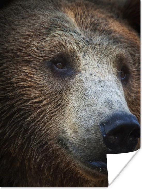 vertel het me Hulpeloosheid Menda City Poster Close-up van het hoofd van een beer - 90x120 cm | bol.com