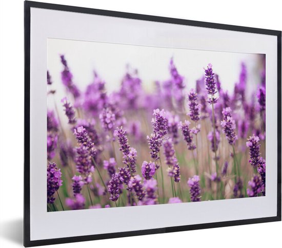 Close up van zonovergoten lavendelveld fotolijst zwart met witte passe-partout 60x40 cm - Foto print in lijst