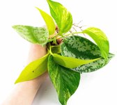 Trailing combi pack  Pothos, Philodendron, Scindapsus