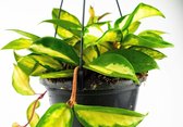 Hoya Carnosa Tricolor  Gewortelde stek  Wasplant