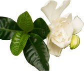 FloriaFor - Gardenia Jasminoïdes In Sizo Bag (natural) - - ↨ 35cm - ⌀ 13cm