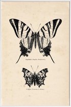 JUNIQE - Poster in kunststof lijst Butterfly Engraving -40x60 /Bruin &