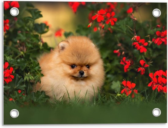 Tuinposter – Pomeriaan Pup tussen Rode Bloemen - 40x30cm Foto op Tuinposter  (wanddecoratie voor buiten en binnen)