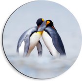 Dibond Wandcirkel - Knuffelende Pinguïns  - 40x40cm Foto op Aluminium Wandcirkel (met ophangsysteem)