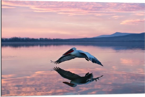 Dibond - Pelikaan boven Water - 90x60cm Foto op Aluminium (Met Ophangsysteem)