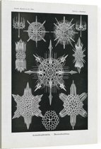 Dorataspis - Acanthophracta (Kunstformen der Natur), Ernst Haeckel - Foto op Canvas - 45 x 60 cm