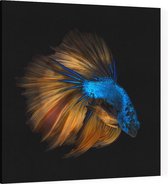 Orange Blauwe Kempvis op zwarte achtergrond - Foto op Canvas - 60 x 60 cm