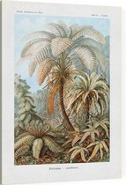 Alsophila - Filicinae (Kunstformen der Natur), Ernst Haeckel - Foto op Canvas - 30 x 40 cm