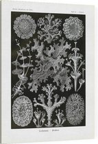 Cladonia - Lichenes (Kunstformen der Natur), Ernst Haeckel - Foto op Canvas - 30 x 40 cm