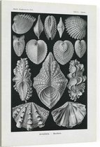 Cytherea - Acephala (Kunstformen der Natur), Ernst Haeckel - Foto op Canvas - 30 x 40 cm