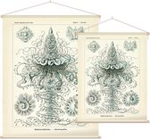Discolabe - Siphonophorae (Kunstformen der Natur), Ernst Haeckel - Foto op Textielposter - 120 x 160 cm