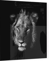 Zwart Witte Leeuwenkop op zwarte achtergrond - Foto op Plexiglas - 60 x 60 cm