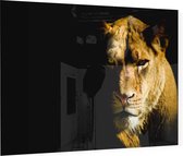 Leeuwin op zwarte achtergrond - Foto op Plexiglas - 60 x 40 cm