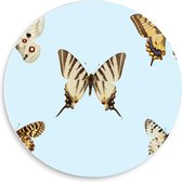 Forex Wandcirkel - Geel/Witte Vlinders op Blauwe Achtergrond - 50x50cm Foto op Wandcirkel (met ophangsysteem)