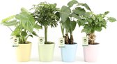 Tropische Kamerplanten Mix - Pastel Keramiek Potjes - Set van 4 - Luchtzuiverend - Alocasia, Schefflera, Monstera, Radermachera