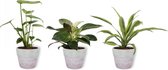 Set van 3 Kamerplanten - Philodendron White Wave & Monstera Deliciosa & Dracaena Lemon Lime - ±  30cm hoog - 12cm diameter - in betonnen lila pot